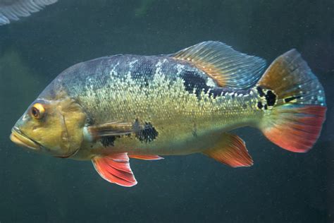 皇冠三間飼養|眼點麗魚:眼點麗魚（Cichla ocellaris）又稱皇冠三間、孔雀 